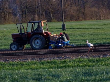 Povratek preddvorskih štorkelj (1)